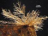 Tallo epifita sulla foglia di Posidonia oceanica (L) Delile